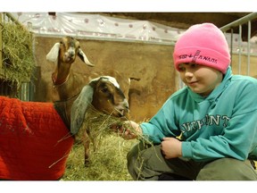 Rhandi Turton, 8, from Carnduff feeds a two-month old Nubian kid goat he is looking after at the Canadian Western Agribition barns on Tuesday morning.  The goat show was Monday so it is back to Carnduff and school for Turton and his family who had two reserve champions in the show.