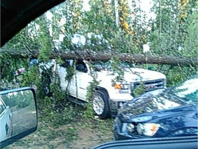 Fallen trees at the Murray Point campground at Emma Lake overnight Friday.