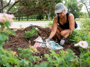 Gail Fennell uses newspapers and bark chips to smother weeds in the native plant garden at the Royal Saskatchewan Museum.