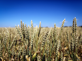 Genetically modified wheat is not approved for commercial production in Canada, or anywhere else in the world.