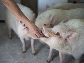 Sheila Lukowich plays with micro pigs that she rescued and which live temporarily on her farm outside Saskatoon