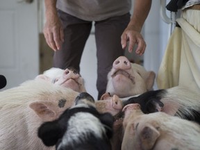 Sheila Lukowich feeds six micro pigs on her acreage south of Saskatoon. They were part of an 11 pig littler Lukowich rescued in 2016.
