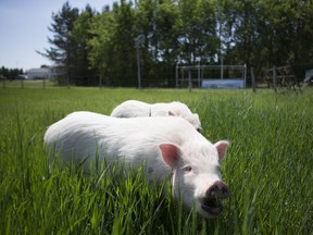 Jack is one of six micro pig siblings who live on Sheila Lukowich's acreage south of Saskatoon. She rescued their mother, who was pregnant with an 11-pig litter.