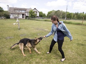 Star Phoenix intern Alexa Lawlor hangs out with Barry Gay, (not pictured) a German Shepherd trainer, as he works with his dog Flips at Sunshadows German Shepherds/Buena Vista Kennels in Saskatoon, SK on Tuesday, June 26, 2018.