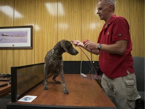 Dog handler Ken Linville does a mock search with his bed bug finding dog Mikki at the Saskatoon StarPhoenix offices in Saskatoon, SK on Tuesday, July 31, 2018.