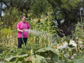 Laurel Boerma waters her plot at the Darcy Bear Community Garden in Saskatoon, SK on Tuesday, August 7, 2018.