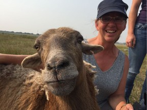 Shepherd Sue Michalsky with Brownie, a two-year-old hair sheep, near Saskatoon's Northeast Swale on Thursday, Aug. 9, 2018. Brownie is one of 300 sheep grazing in the area as part of a project spearheaded by the Meewasin Valley Authority helping to preserve the habitat of grassland nesting birds.