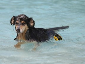 Dogs in Saskatoon enjoy the water at Mayfair Pool at the Dog Day of Summer on August 29, 2018.