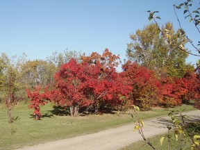 Amur maples are among the many trees with bright red fall colour to be found at Honeywood. (Bernadette Vangool)