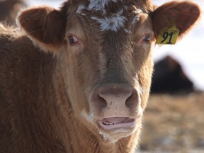 Some ranchers are looking at culling their cattle herds to keep feed costs in check.