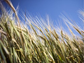 Scientists at the University of Saskatchewan are at the heart of a breakthrough in wheat genetics that could revolutionize how the world's most important crop can continue to feed a growing global population.