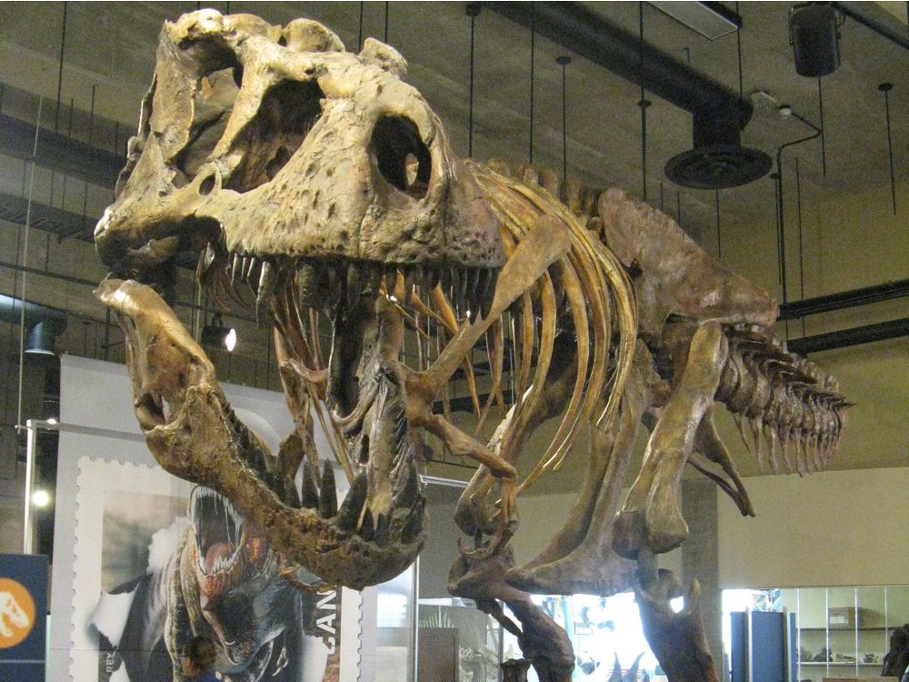 Saskatchewan's provincial fossil — Scotty — gets down and dirty | The ...