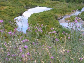 Spotted knapweed from iStock.com.