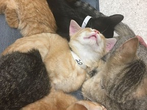One of the orange tabbies rescued by SCAT volunteers this weekend. Twenty-one kittens are under the care of SCAT rescue in Saskatoon after they were found abandoned in an alleyway. The kittens will be adoptable once they are all healthy. (Photo courtesy of Heather Ryan) Uploaded Aug. 23.