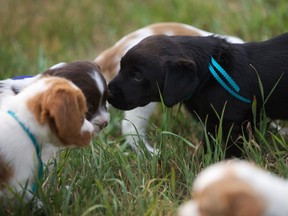 Puppies at Prairiestorm Kennels near Saskatoon get some time out in the hot sun on August 9, 2018.