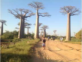 "Dr. Lesya Sabada pictured in Madagascar with boabab trees. The boabab, known as Africa's Tree of Life, is losing life thanks to deteriorating environmental conditions. (For Saskatoon StarPhoenix Weekender Religion column by Darlene Polachic. For Sept 15, 2018)