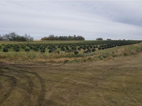 Saskatchewan RCMP say a search warrant executed at a rural property near Marcelin on Sept. 20, 2018, resulted in the seizure of more than 7,000 marijuana plants. (Photo provided by RCMP)