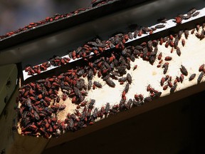 Boxelder bugs, also known as maple bugs, are shown in a 2010 file photo in Windsor, Ont. The small bugs tend to swarm in the fall to large populations but are usually only pests by their presence.