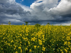 Storm clouds gather over a field of canola near Queenstown, Alta., on July 1, 2018.