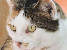 Missy, who went missing in December 2015. Police formed a task force to investigate reported mutilations of cats in the Croydon area, gave it a name and performed autopsies.