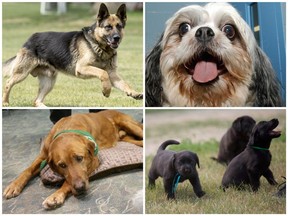 According to the City of Saskatoon, in 2018 there were 31,112 dogs registered in the city. The City of Saskatoon in July 2018 estimated the population of the city to be 278,500. According to the registration numbers provided by the City of Saskatoon, that means there is one dog for every 8.95 people in the city.