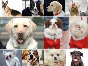 According to the City of Saskatoon in 2018, the top-10 breeds, with the highest number of registered dogs, are (middle row, left) Labrador retriever (3,241); (middle row, right), Shih Tzu (2,579), (top row, from left) German Shepherd (2,439), Border Collie (1,306), Golden Retriever (1,123), Yorkshire Terrier (1,011), (bottom row, from left) Shorthair Chihuahua (969), Pit Bull (716), Pomeranian (693) and Rottweiler (570).