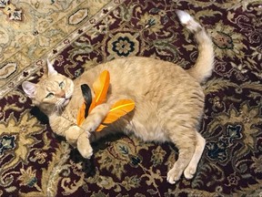 In this July 31, 2018 photo provided by Kathrine Varnes, Wheel tackles a feather toy in her home in Larchmont, N.Y. To protect bird populations, as well as the cats that prey on them, both bird and cat experts urge cat owners to keep their felines indoors, on leashes or in "catios." (Kathrine Varnes via AP) ORG XMIT: NYLS306