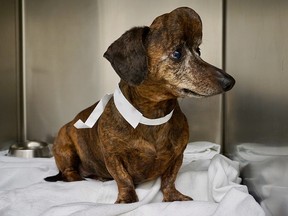 Patches, a nine-year-old dachshund from Willamsport, Pa., is shown before surgery for a brain tumour that eventually grew through the skull. (THE CANADIAN PRESS/HO)