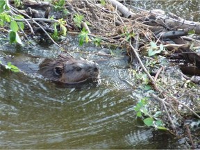Beavers in the Saskatoon area. Photo provided by the Meewasin Valley Authority.