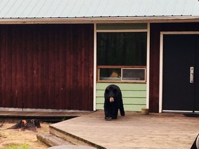 A photo of the bear taken shortly before the attack.