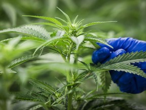 An employee checks plants in the "flowering" room during a tour of the Sundial Growers Inc. marijuana cultivation facility in Olds, Alta., Wednesday, Oct. 10, 2018.