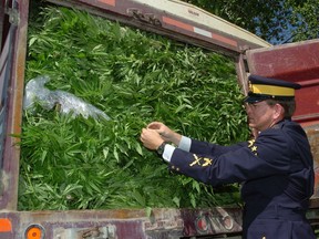 RCMP Cpt. Brian Jones examines a grain truck full of marijuana at "F" Division in Regina. In 2005, RCMP seized approximately 6,000 marijuana plants found growing in several makeshift greenhouses on a farm on the Pasqua First Nation.