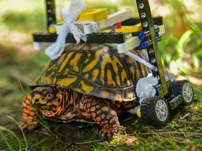 A wild Eastern box turtle was brought into The Maryland Zoo in the summer of 2018 with a broken shell. Garrett Fraess, a student at the University of Saskatchewan's Western College of Veterinary Medicine was doing an externship at the organization and was tasked with getting the critter moving again. To do so, he designed a wheelchair made out of LEGO. Photo: Maryland Zoo