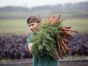 Just east of Meadow Lake, the Flying Dust First Nation has created food independence for their band. Volunteers work in the 175 acre garden there.