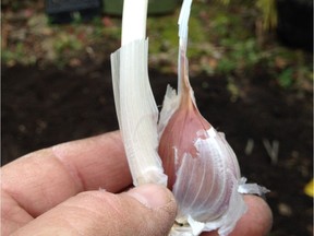 Hardneck garlic clove attached to the stem. (Jackie Bantle)