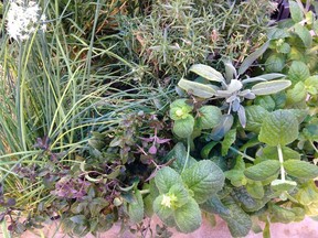 Chives, chocolate mint, apple mint, sage and rosemary growing indoors. (Jackie Bantle) (for Saskatoon StarPhoenix Bridges gardening column, Oct. 26, 2018) ORG XMIT: POS1810151406574312