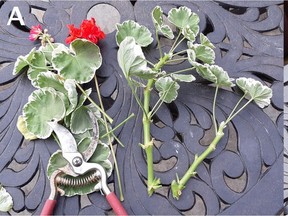Geraniums are easily propagated by cuttings 3 to 4 inches long with the lower leaves removed. Stick them in a mixture of half peat and half sharp sand. If in direct sunlight, cover them loosely with clear plastic. (Helen Shook)