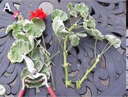 Gardening Bring Geraniums Indoors To Overwinter The Star Phoenix