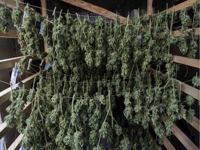 Marijuana plants hang on a drying rack.