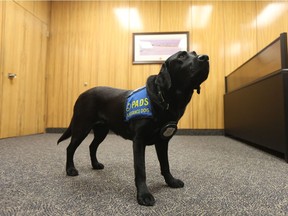 Trauma dog Merlot helps provide support to victims who have to visit courtrooms under strenuous circumstances. Photo taken Oct. 29, 2018.