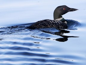 A loon swims on a lake.