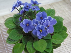 Species African violets from the Usambara Mountains have been hybridized for more than a century to develop the houseplants of today. Credits Blue African violet - Vladimir2366fa (Creative Commons Attribution-Share Alike 3.0 Unported)