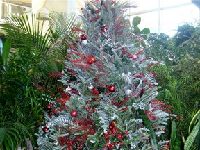 Decorated Fraser fir in the University of Saskatchewan College of Agriculture and Bioresources Atrium. (Jackie Bantle)