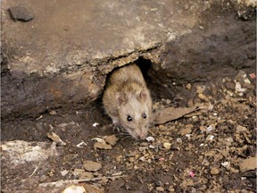 FILE - In this Dec. 12, 2005 file photo, a rat comes briefly out of its hole at a subway stop in the Brooklyn borough of New York, before retreating at the arrival of the F train. City Comptroller Scott Stringer said Sunday, Oct. 12, 2014 that New York is losing the rat race. He said citizen complaints about pests to the 311 hotline plus online reports went from 22,300 in fiscal year 2012 to 24,586 the next year.