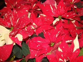 "Red Glitter" Poinsettia (photo by Jackie Bantle)