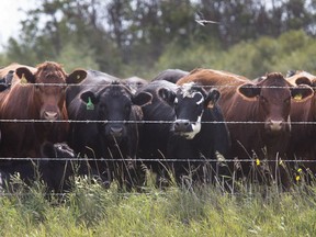 Cattle stand at a fence north of Saskatoon.