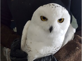A snowy owl that was euthanized after being found with a dislocated wing in a field near Strasbourg in the fall of 2018 is giving another snowy owl a new lease on life; a wildlife rehabilitator in Regina took wing feathers from the euthanized bird and carefully glued them onto the wings of a snowy owl that had been brought into the centre in the spring of 2018 with head and eye injuries. Provided photo.