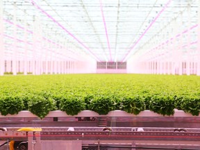 Star Produce's lettuce production facility in Coaldale, Alta.