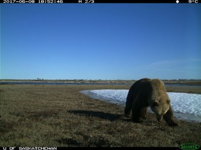 A researcher from the University of Saskatchewan says he's got the first recorded proof of grizzly, black and polar bears all using the same habitat. A brown bear is seen in the Wapusk National Park, Man., in a July 8, 2017, handout photo taken by a camera trap.