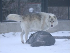 Wolves at the Saskatoon Forestry Farm Park and Zoo don't require a lot of extra maintenance in the winter, according to manager Tim Sinclair-Smith on Nov. 29, 2018.